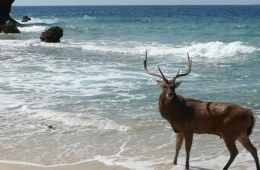 Deer in Menjangan West Bali National Park